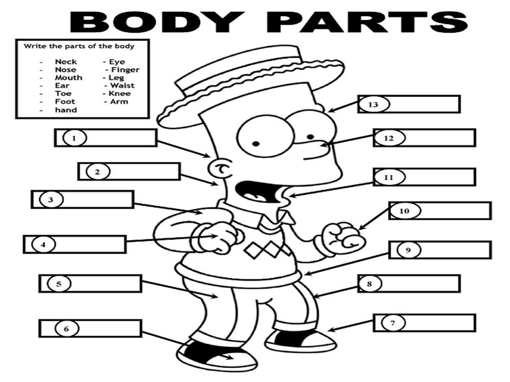 Một số từ vựng tiếng Anh về cơ thể người | ELSA Speak