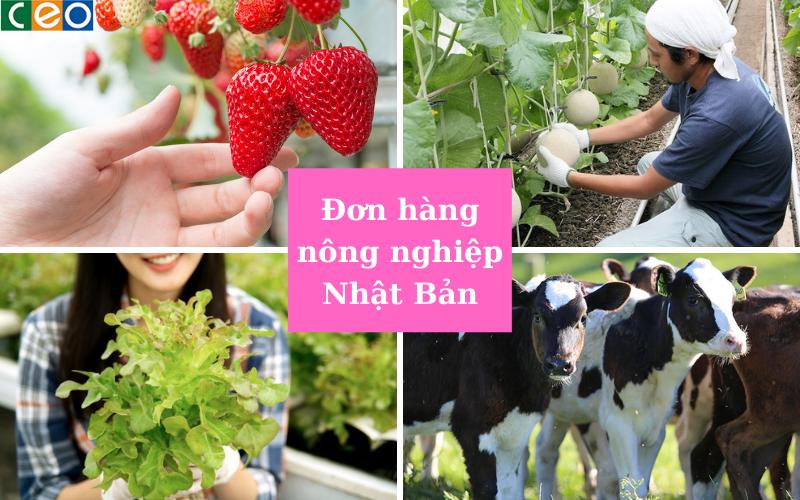 Đơn hàng nông nghiệp Nhật Bản