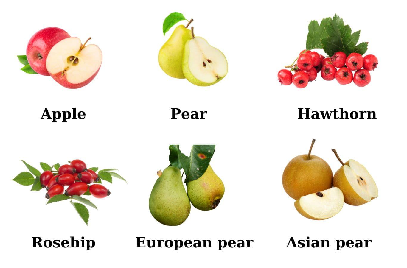 Từ vựng tiếng Anh cho bé về chủ đề quả pome