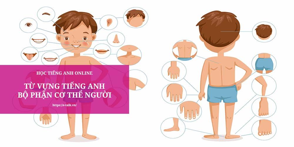 từ vựng human body