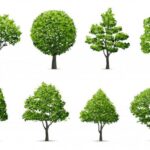 Top 199 từ vựng về cây cối trong tiếng Anh phổ biến nhất