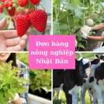 TỔNG QUAN:「Đơn Hàng Nông Nghiệp Tại Nhật Bản Năm 2023」