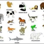 Tổng hợp loạt từ vựng tiếng anh về con vật cho trẻ em