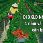 Tìm hiểu đi xuất khẩu lao động Nhật Bản đơn hàng 1 năm