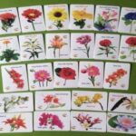 5 cách học từ vựng hiệu quả cho bé qua flashcard tiếng Anh