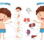 Từ vựng tiếng Anh trẻ em chủ đề cơ thể