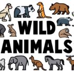 BỘ TỪ VỰNG TIẾNG ANH CHO TRẺ CHỦ ĐỀ CON VẬT