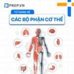 Nằm lòng 100+ từ vựng tiếng Anh về cơ thể người thông dụng