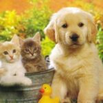 Tuyệt chiêu dạy bé tiếng anh chủ đề con vật hay nhất