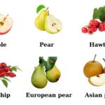 TỔNG HỢP TỪ VỰNG CÁC LOẠI QUẢ TRONG TIẾNG ANH CHO BÉ (FRUIT)