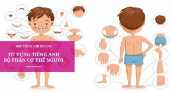 Tổng hợp 150+ Từ vựng tiếng Anh bộ phận cơ thể người
