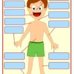 Topic 19: Cơ Thể Người (Body)