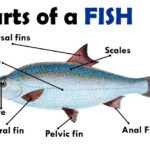 99 Từ vựng tiếng Anh thông dụng về hải sản nhân viên nhà hàng cần biết