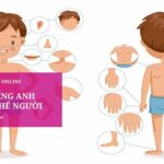 Tổng hợp 150+ Từ vựng tiếng Anh bộ phận cơ thể người